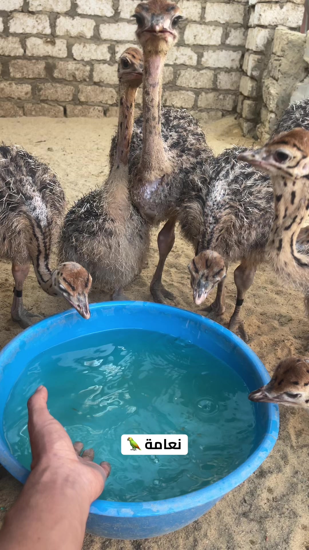 @نعامة 🦍