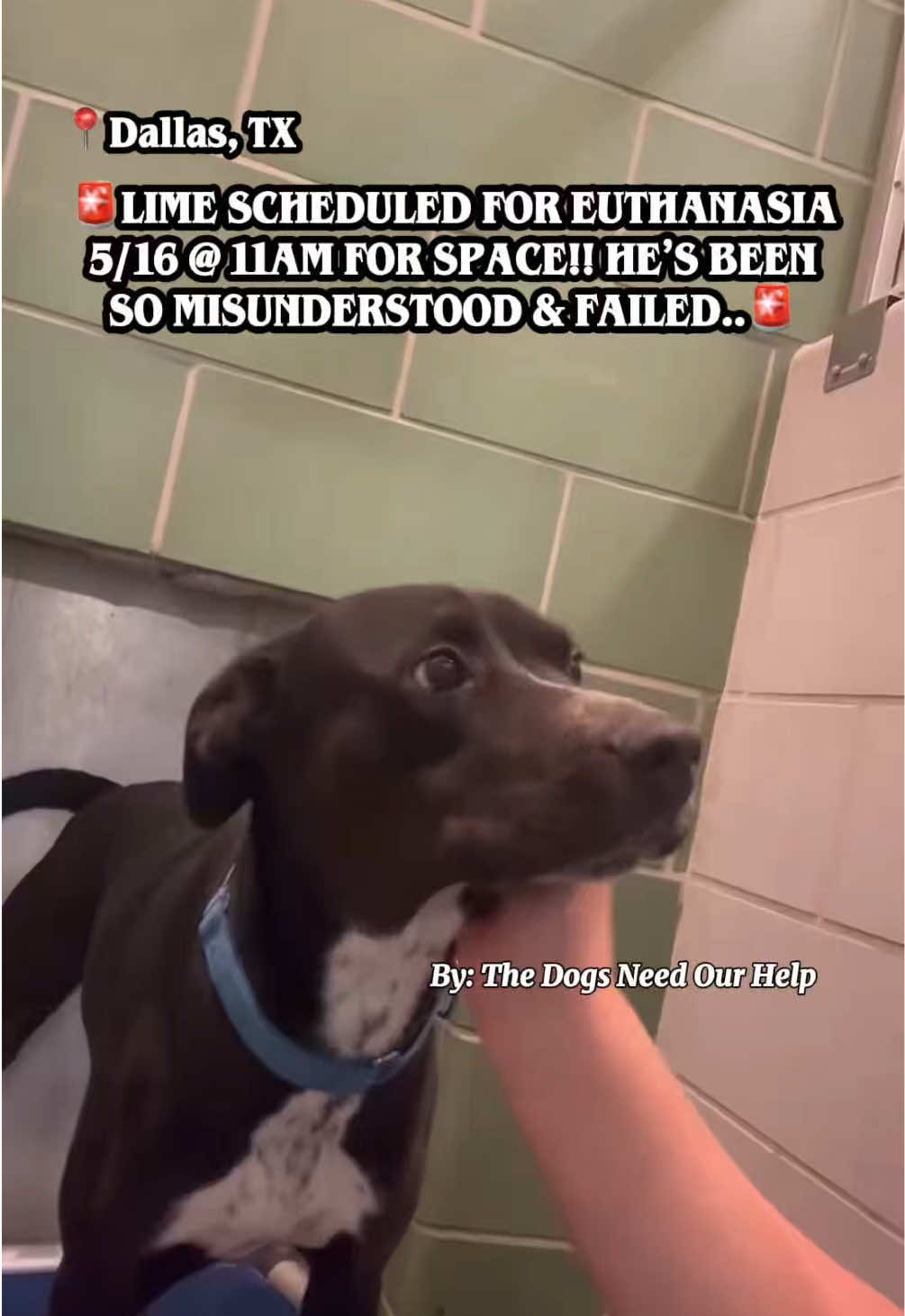 @The Dogs Need Our Help