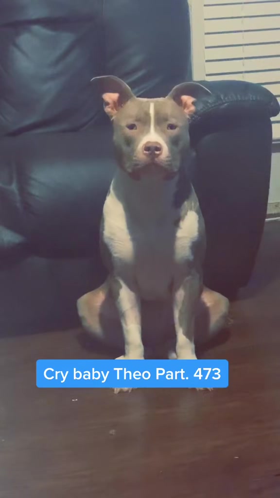 @Pittie Mom
