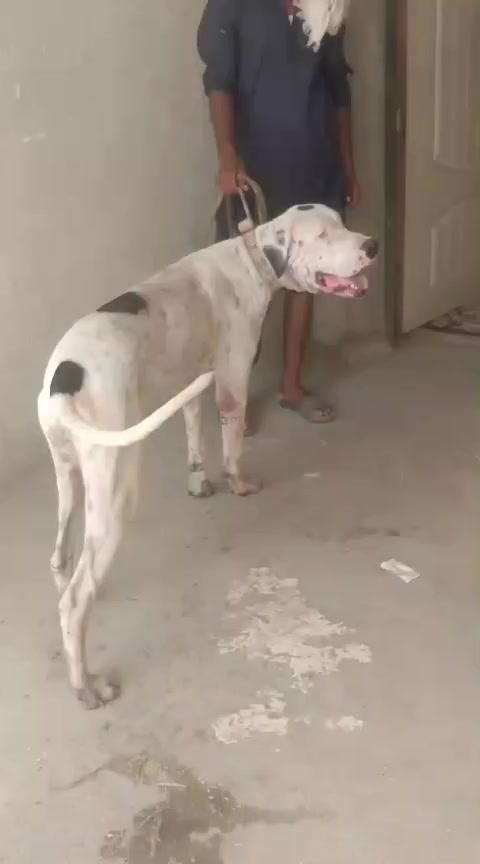 @Peshwar Dogs Center