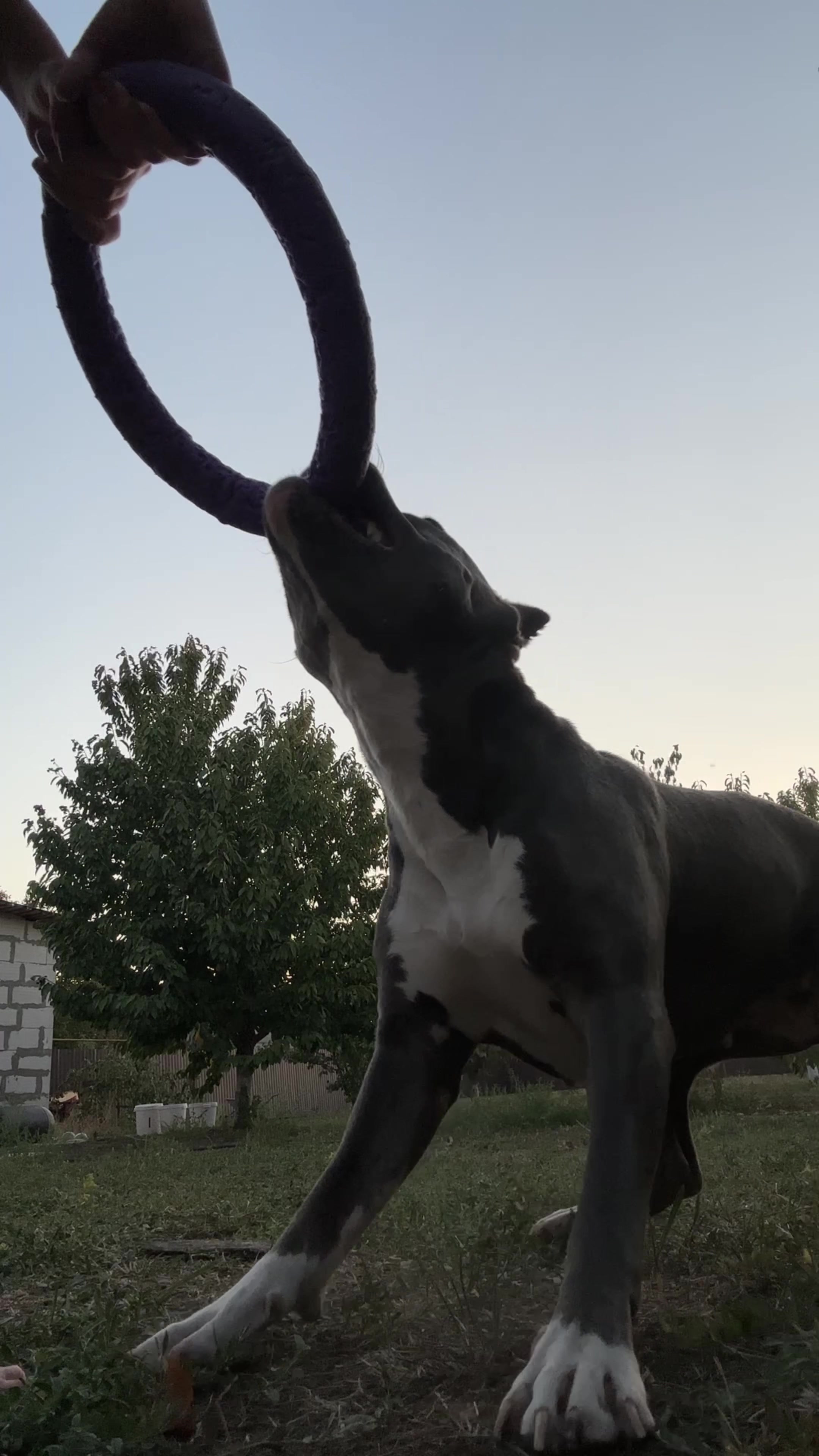 @🐶зᴧой ᴀʍᴄᴛᴀɸɸ⛓️💥