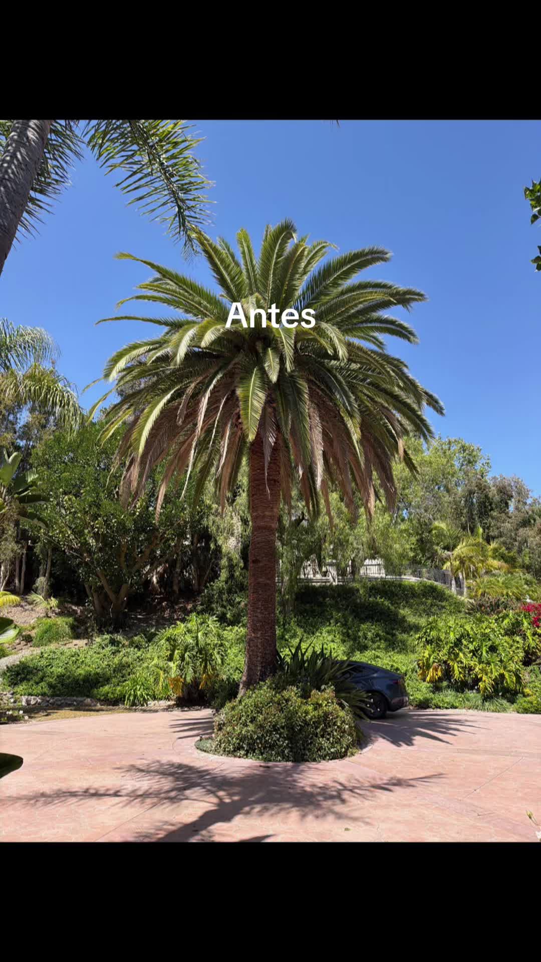 @fidel_treeexperts