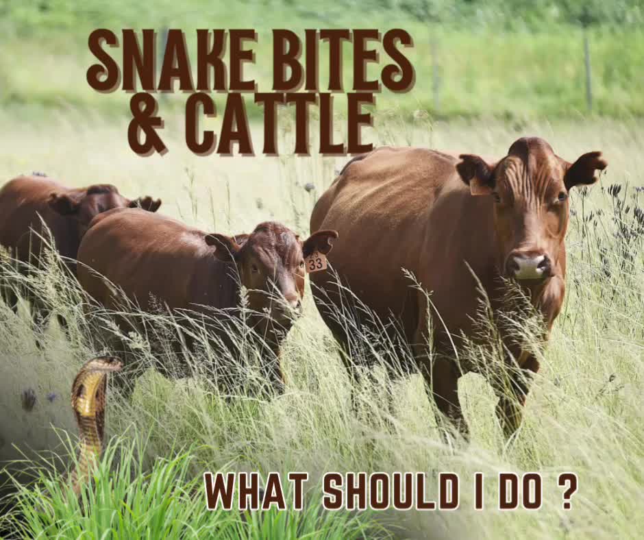 @BoshoffBonsmaras