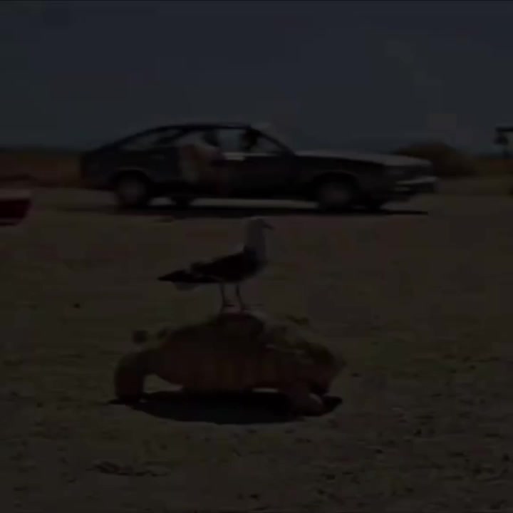 @Lev1