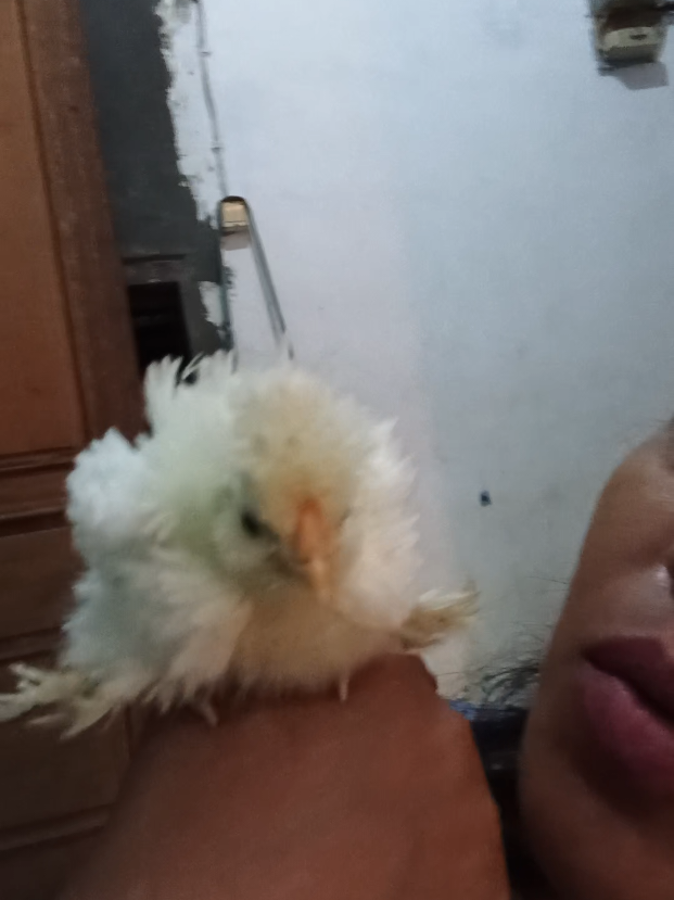 @Cileunyi Rabbit