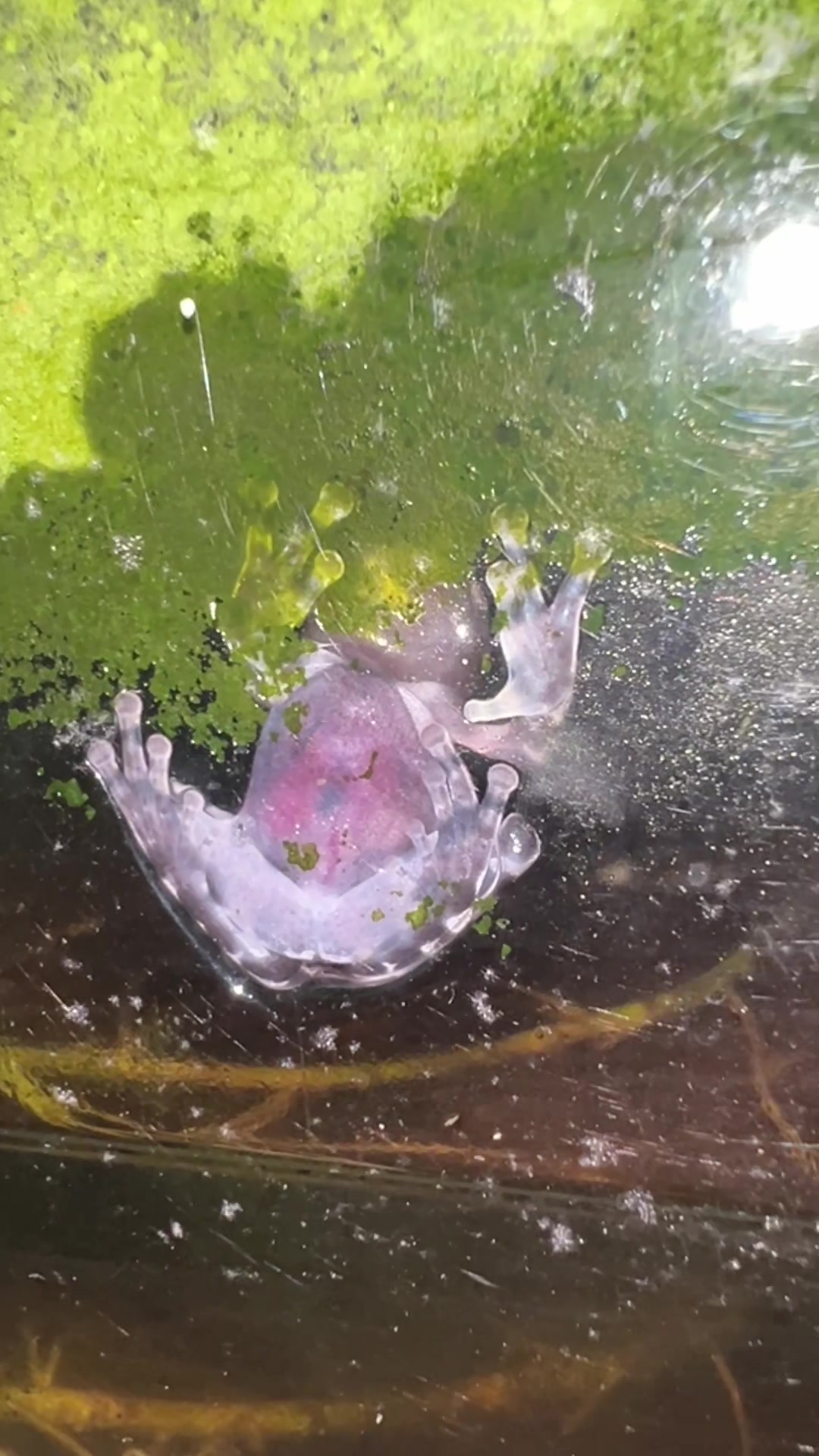 @Finn’s Frog Farm