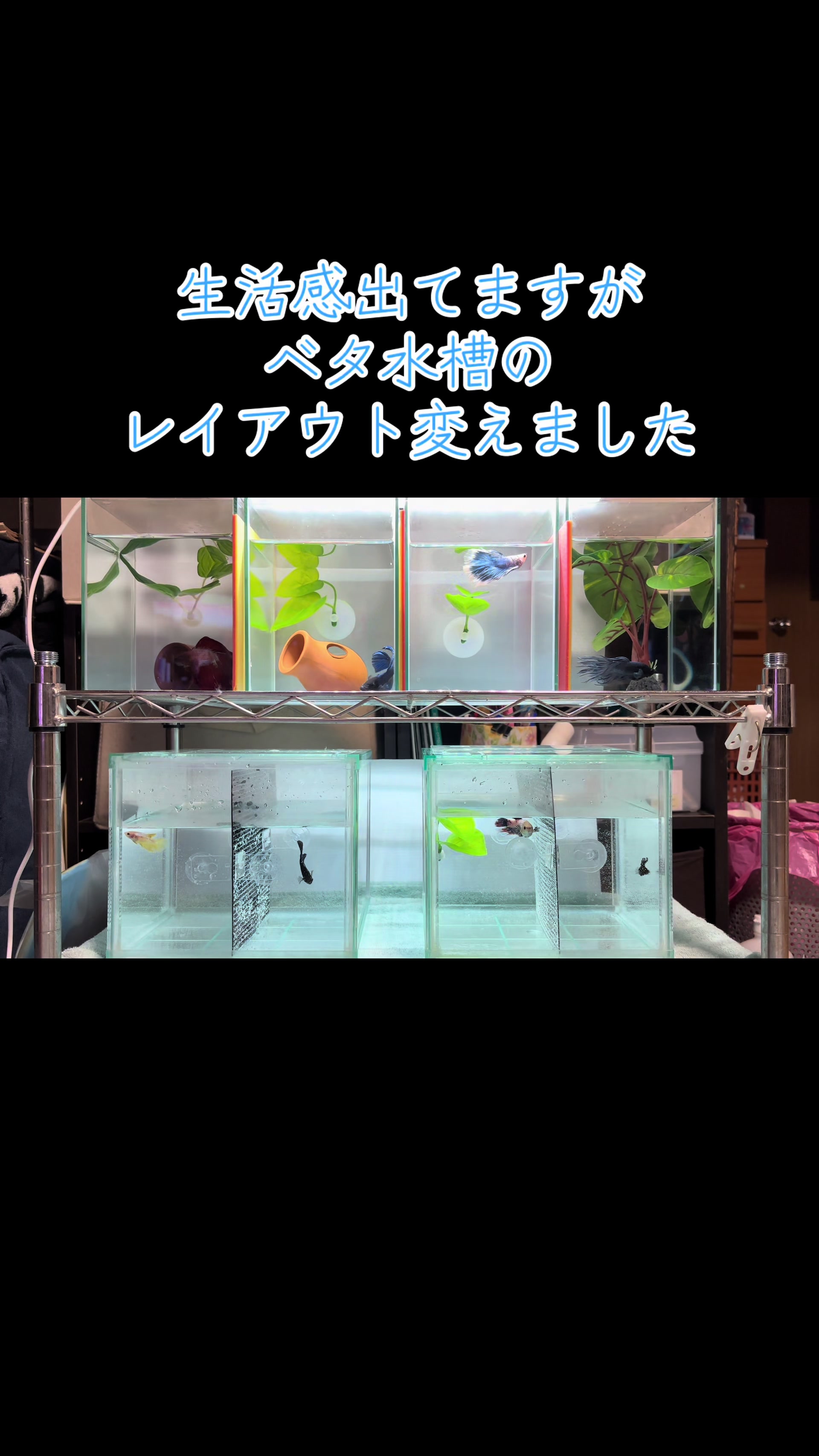 @ちあ🐠🫧