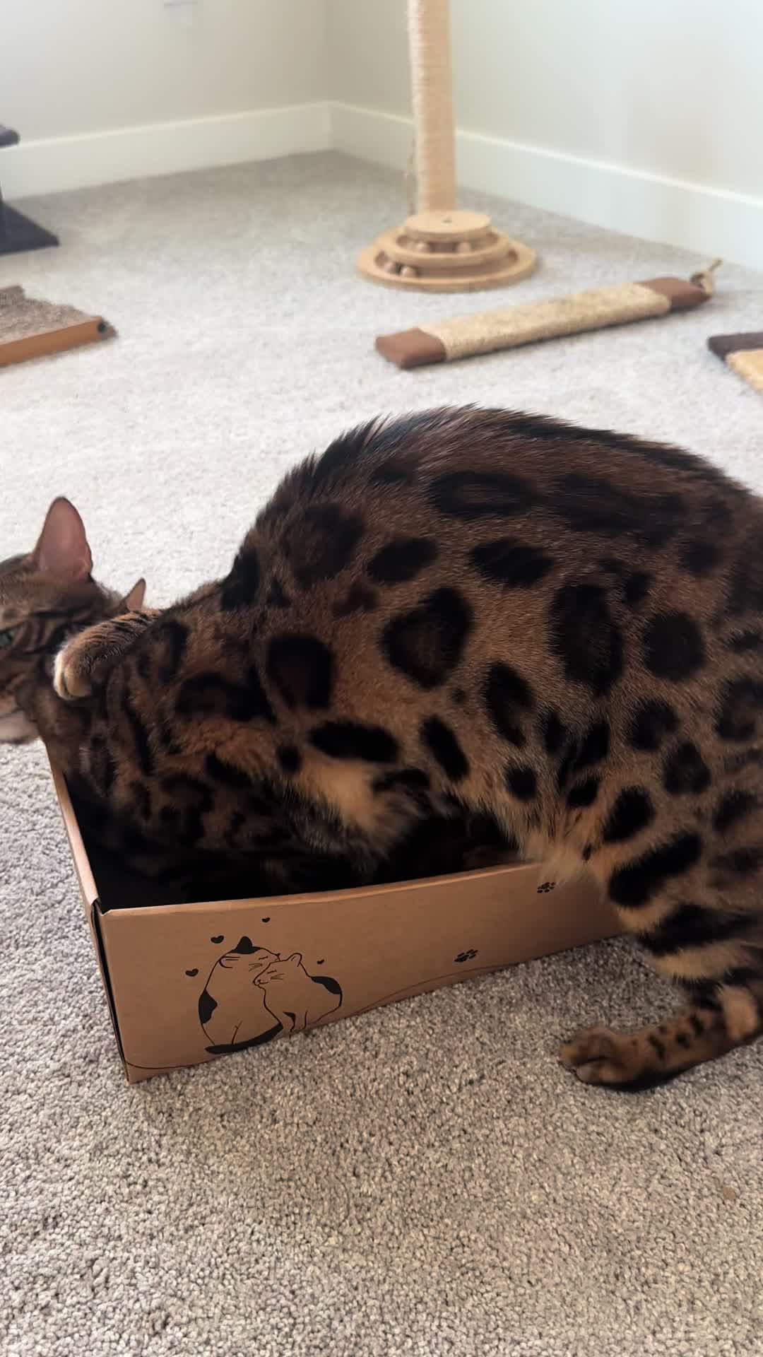 @Tiny Leopard Cats