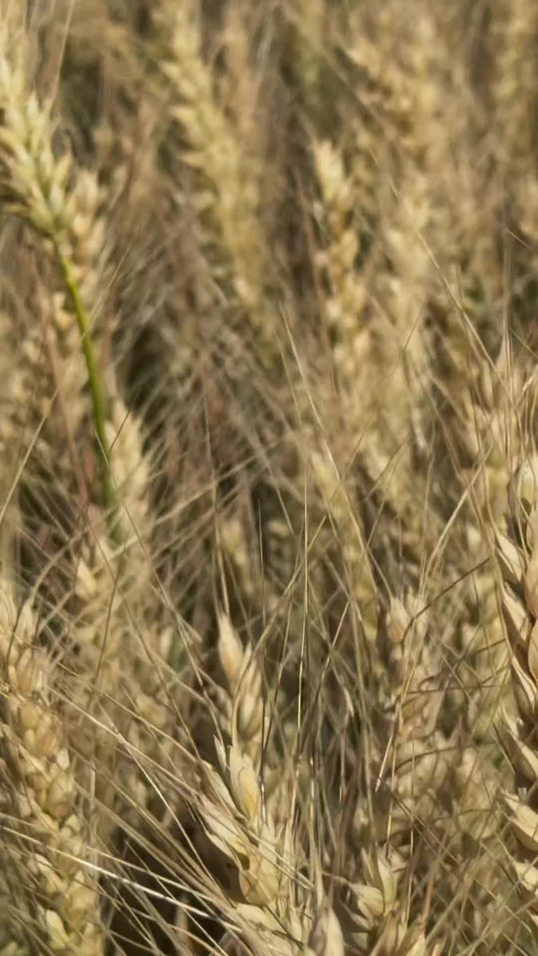 @TRACER_7