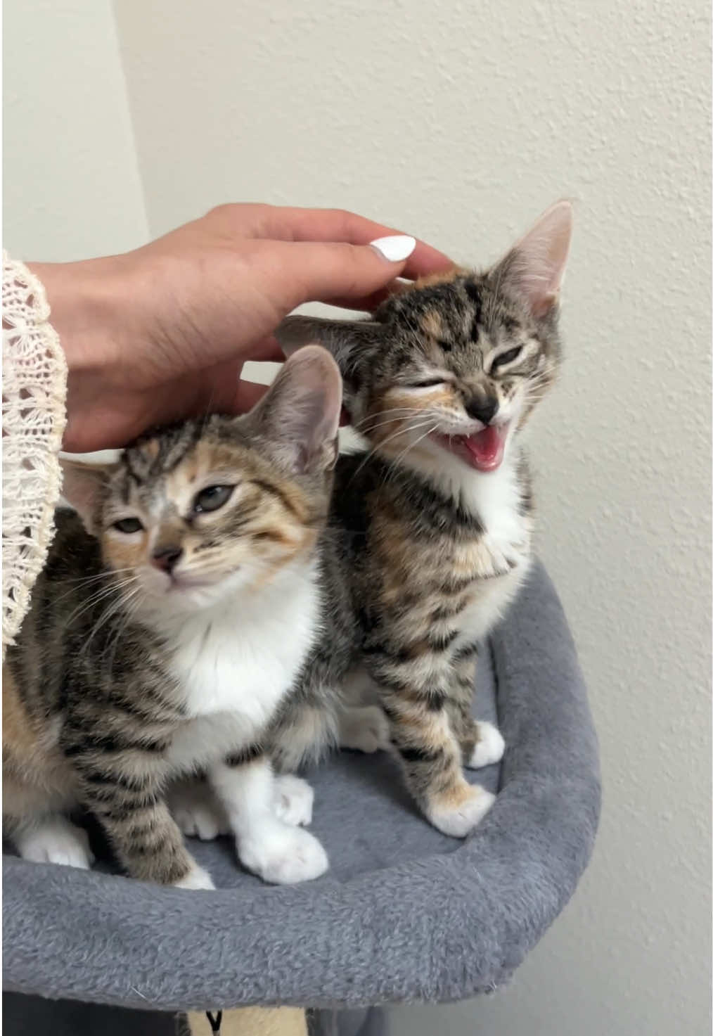 @tiana fosters cats