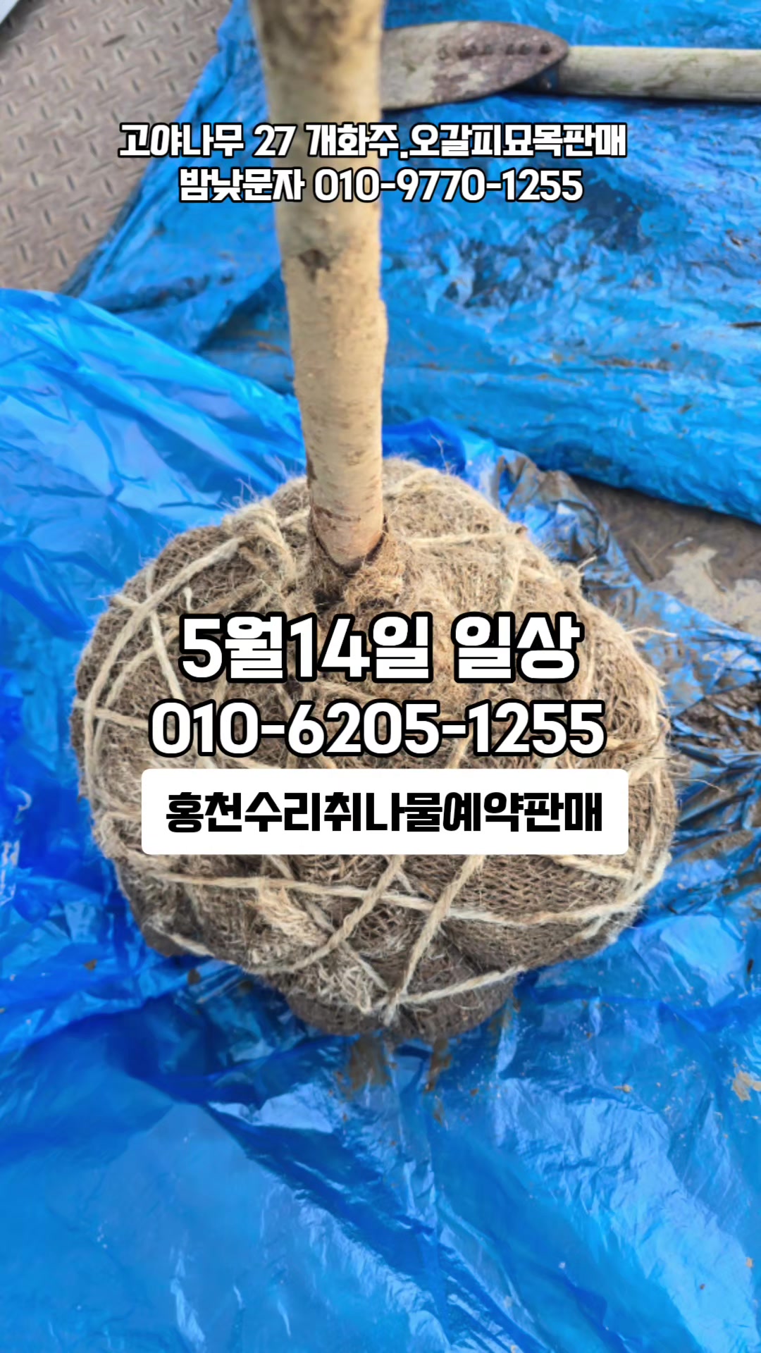 @🔥고물급남자