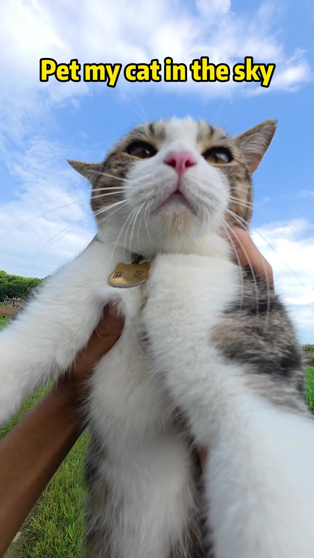 @Stray Cat Talkz