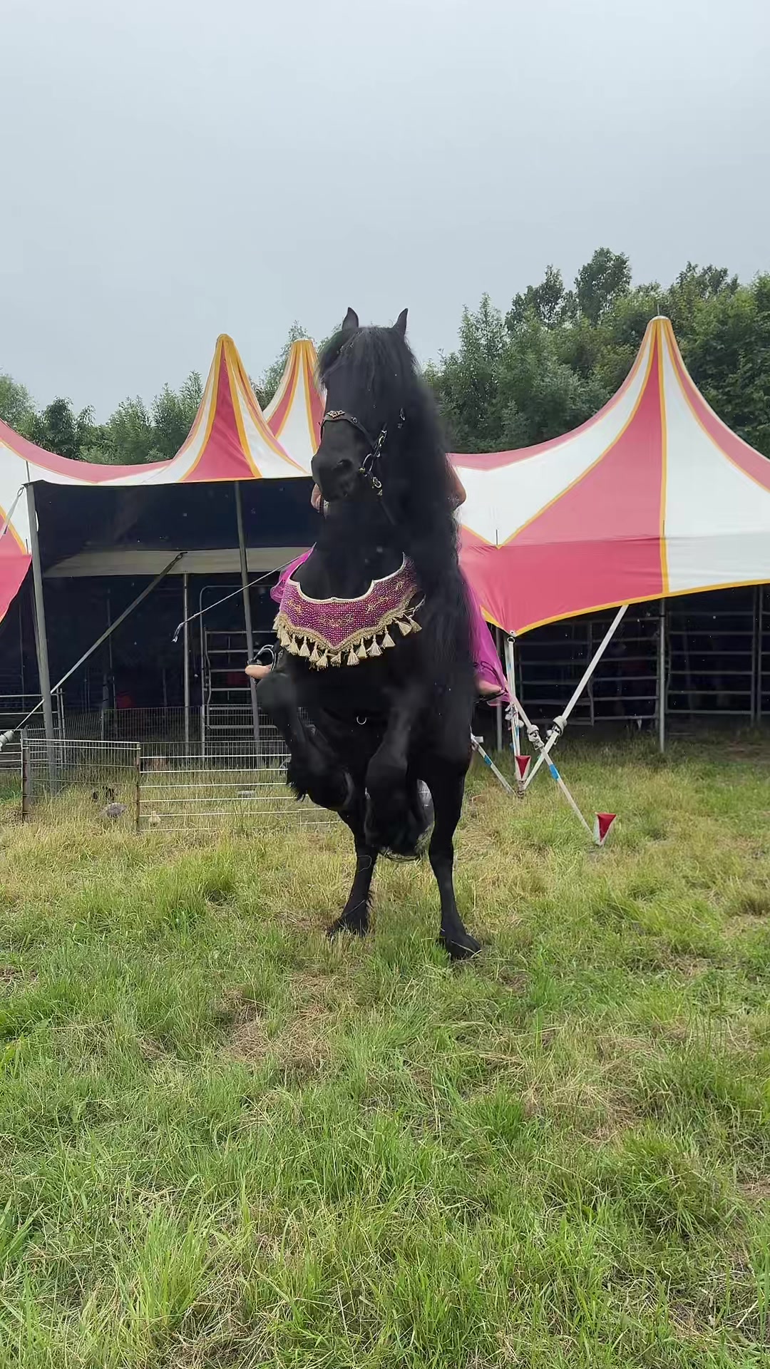 @Horses