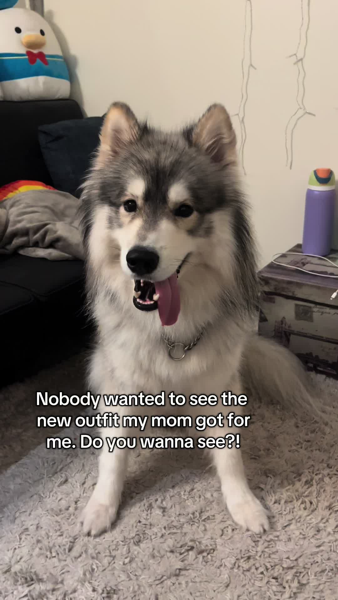 @Echo The Husky