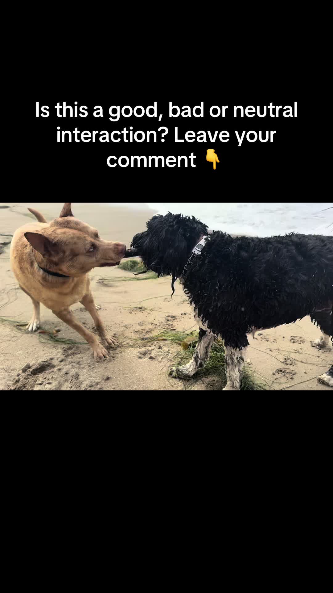 @AncestralCompanions