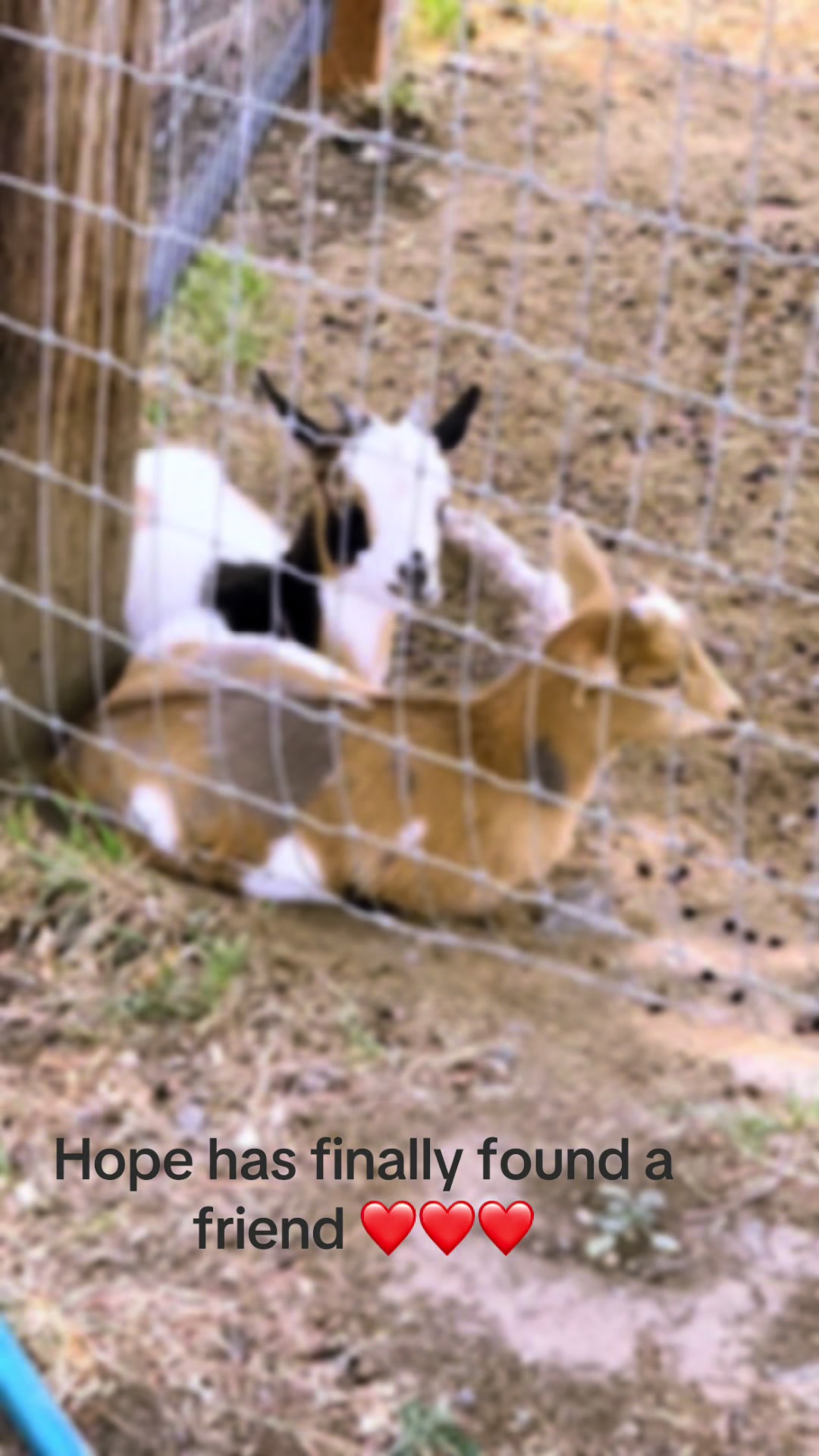 @WollamFarm
