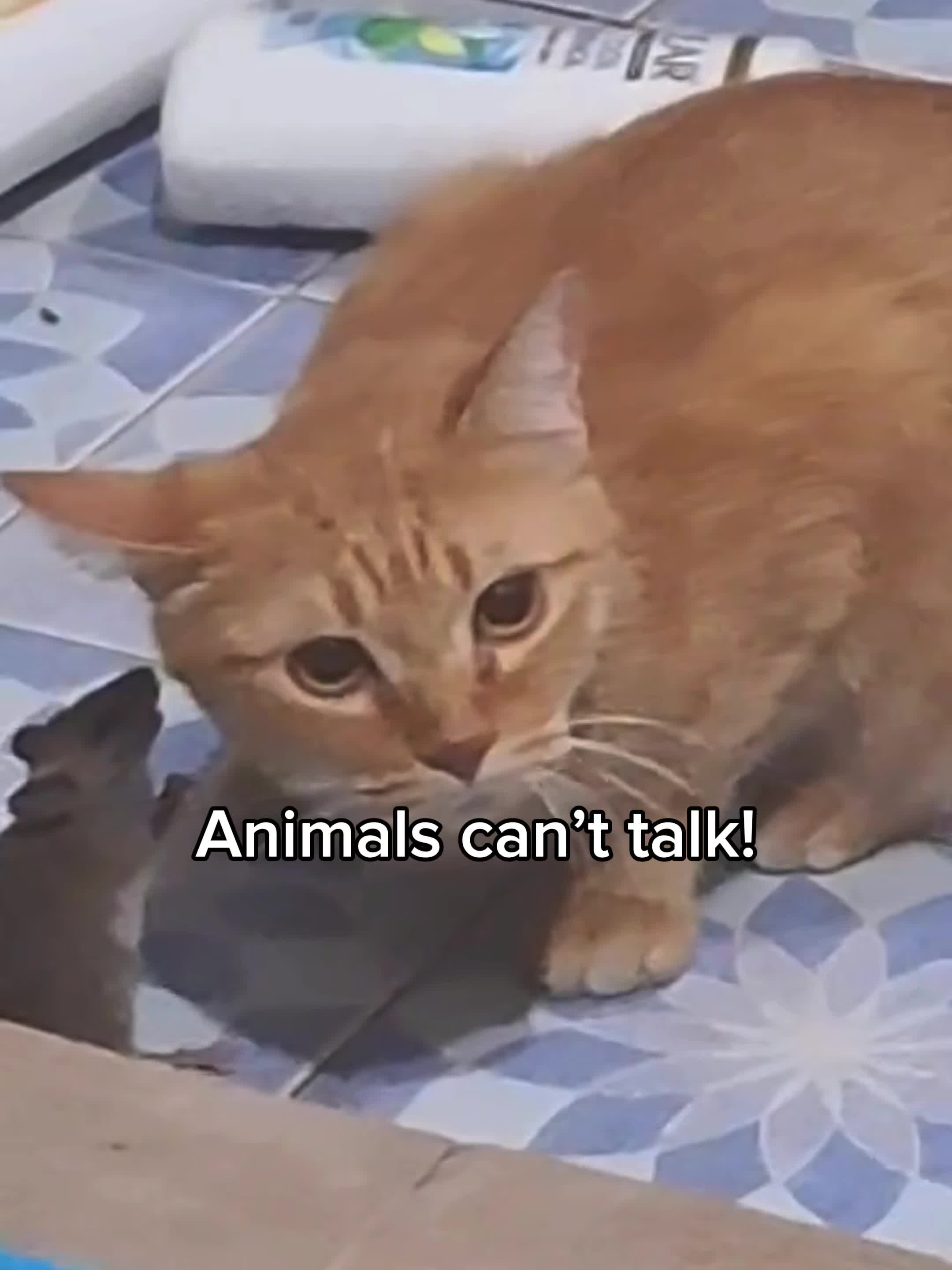 @𝗖𝗔𝗧𝗦