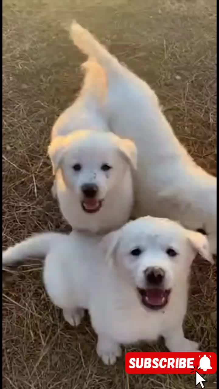 @Cute Baby Puppy Loves
