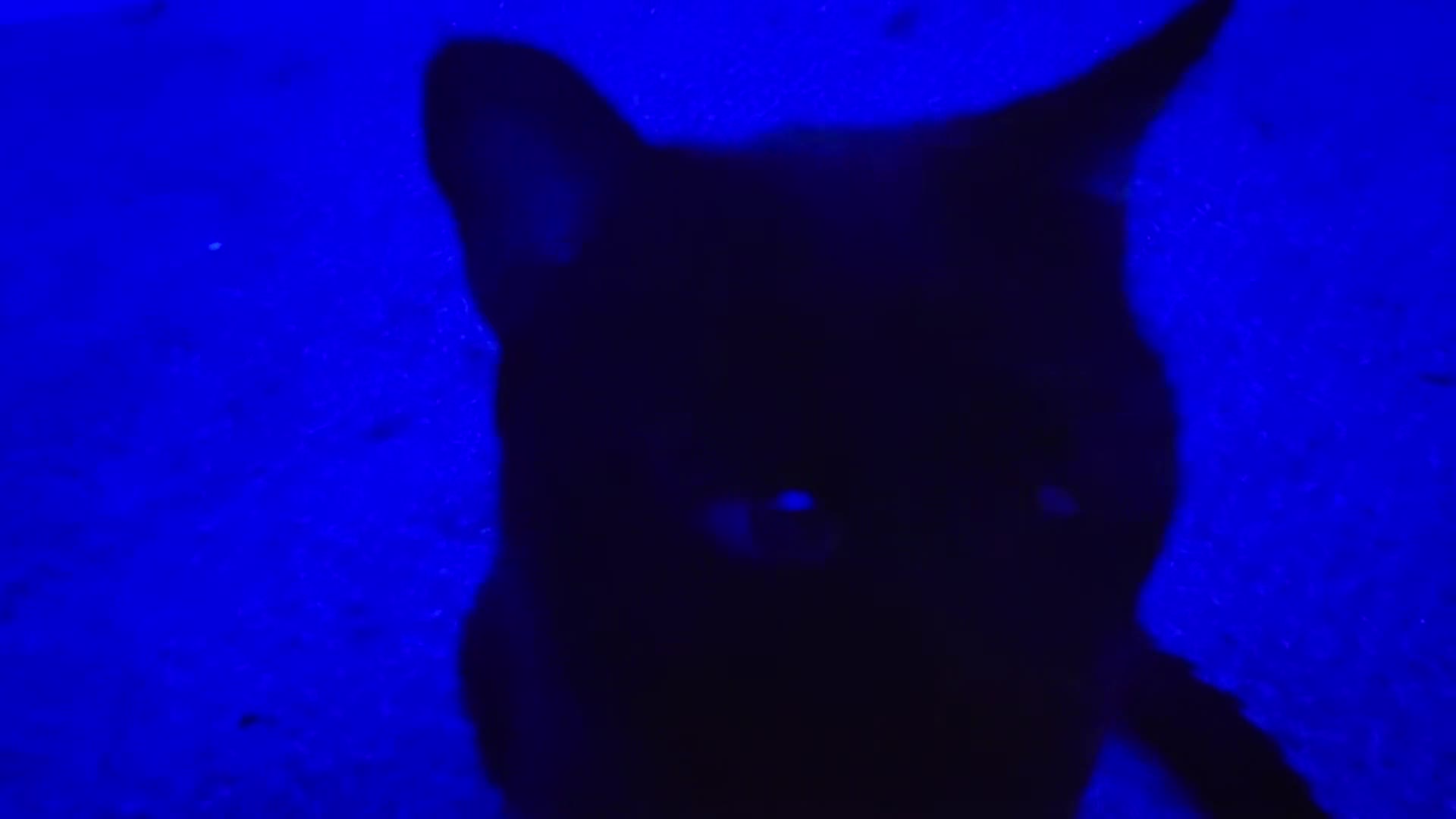 @kat
