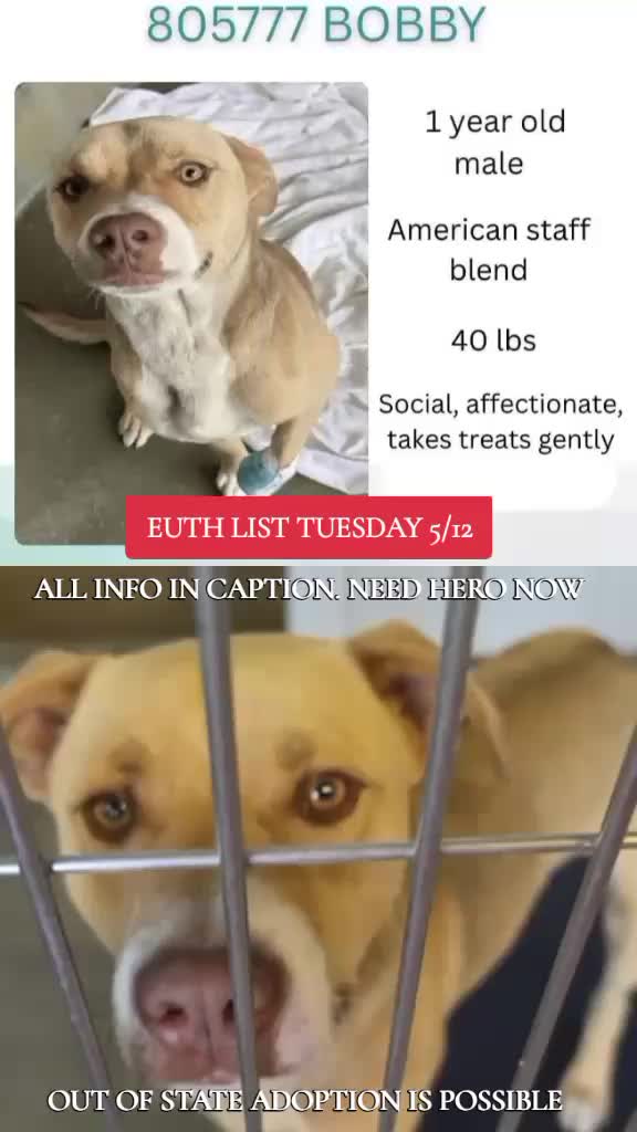 @@rescuedogs911