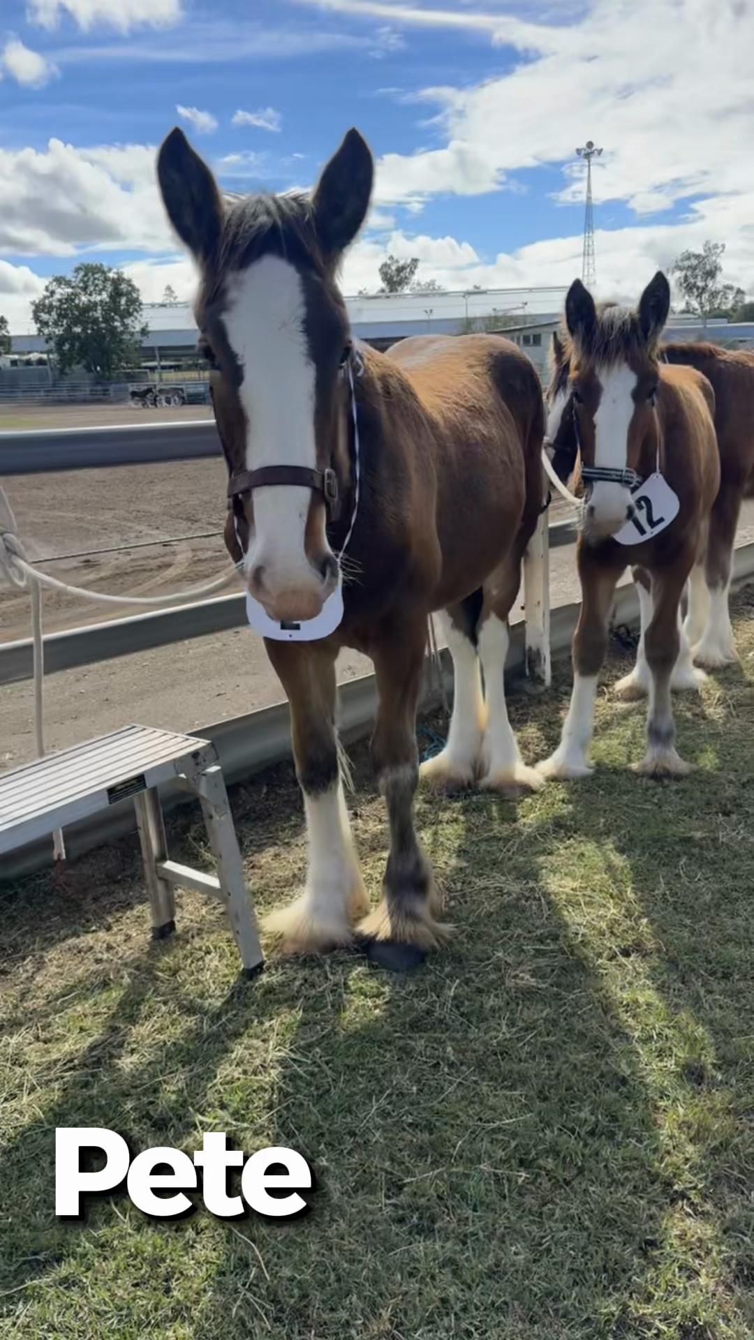 @Duneske Clydesdales