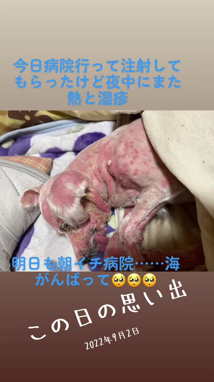 @Toshimi0923🐶🐾