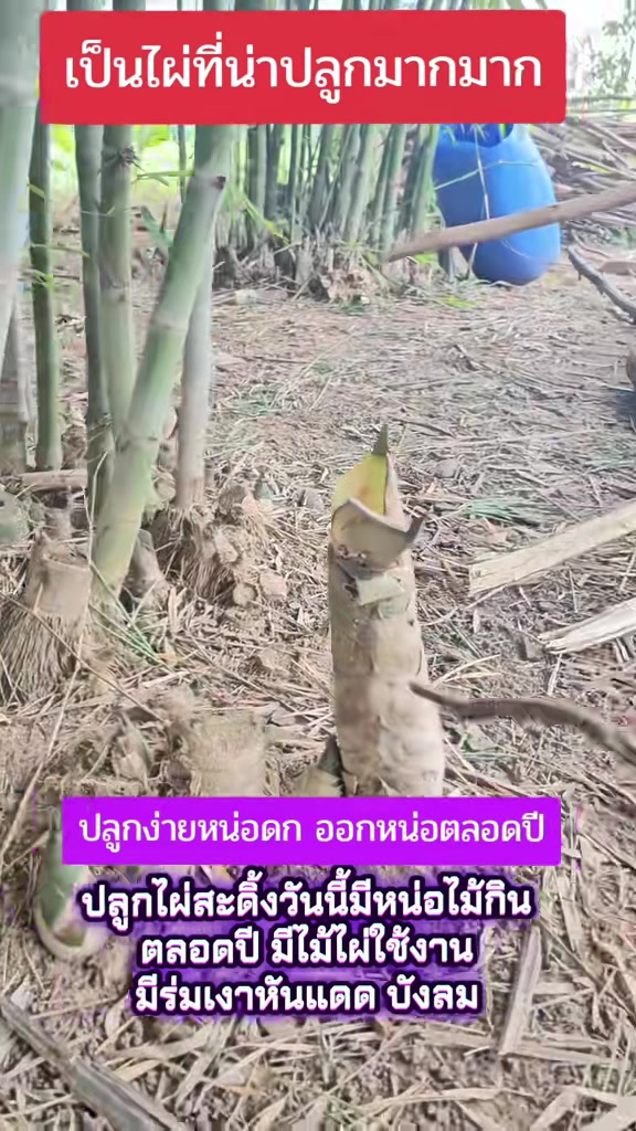 @นัดดาชอป