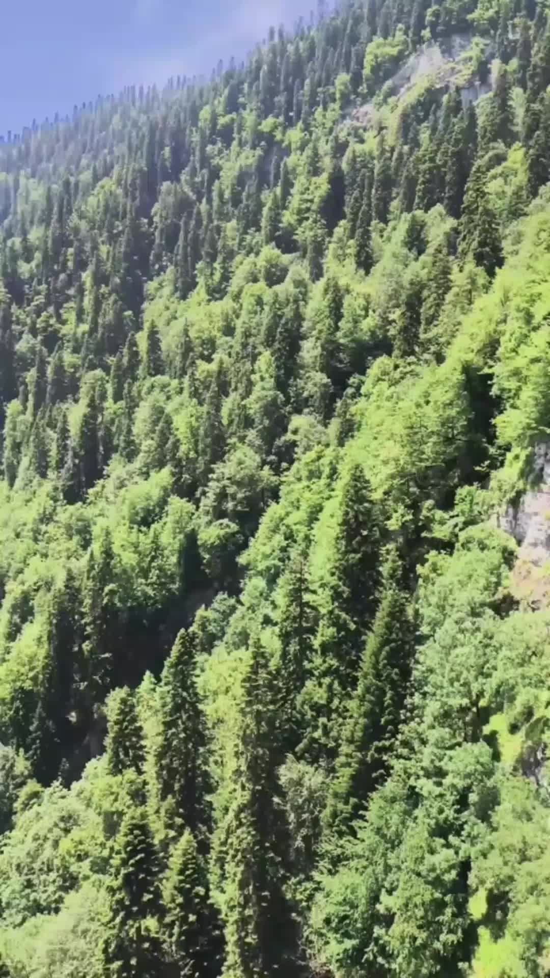 @🌲🐍🚁Libertarian Voxel²⁰$