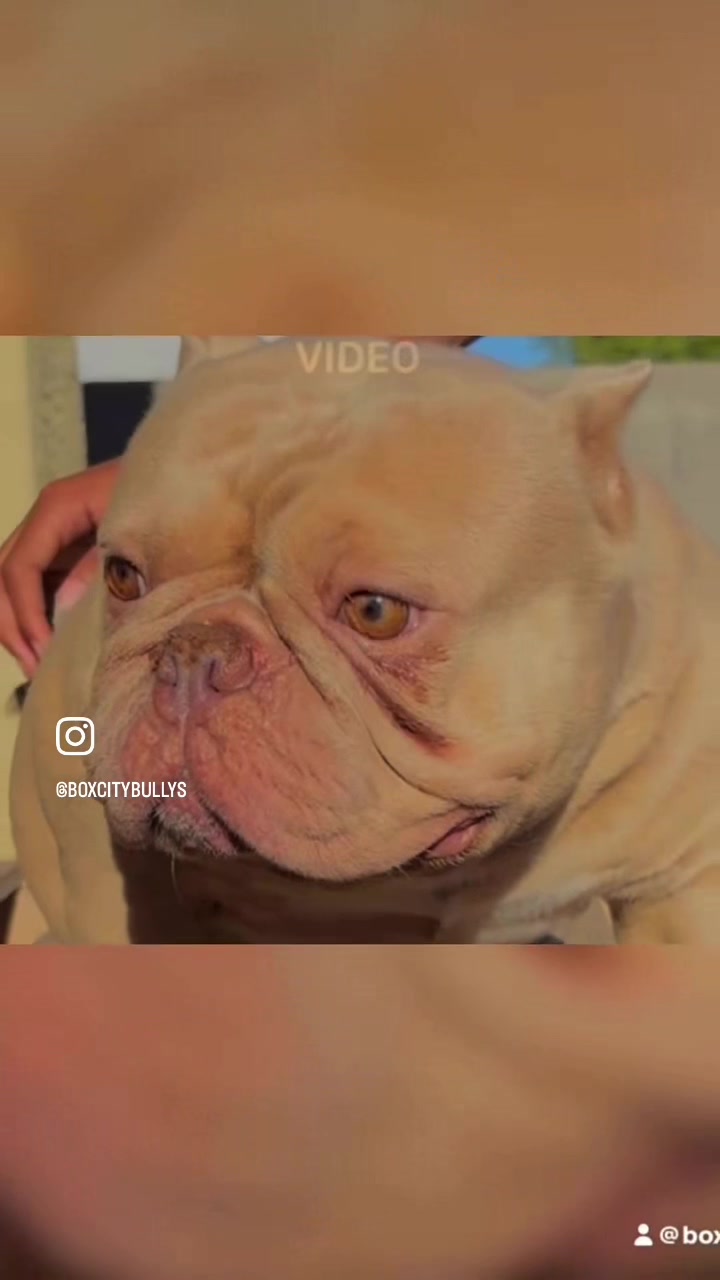 @Boxcitybullys
