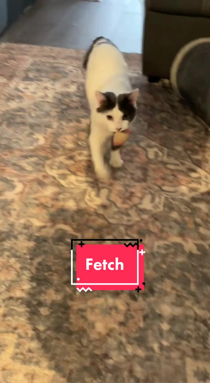 @FerociousRengar