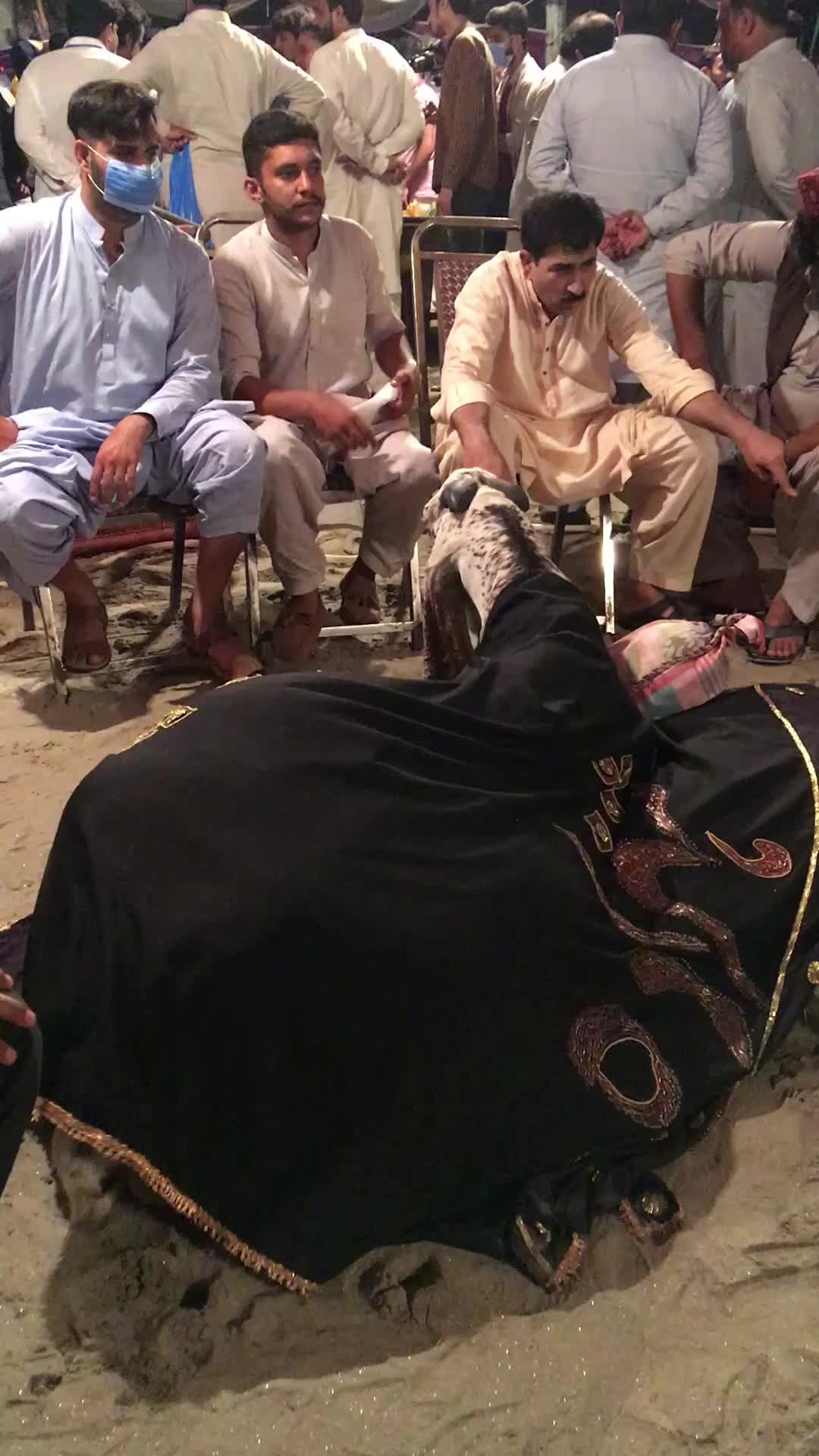 @Sheikh Goat & Cattle Farm