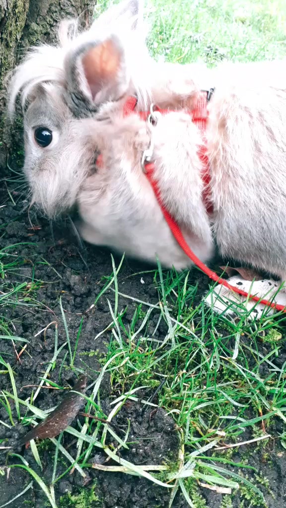 @Dieren lovers 💞