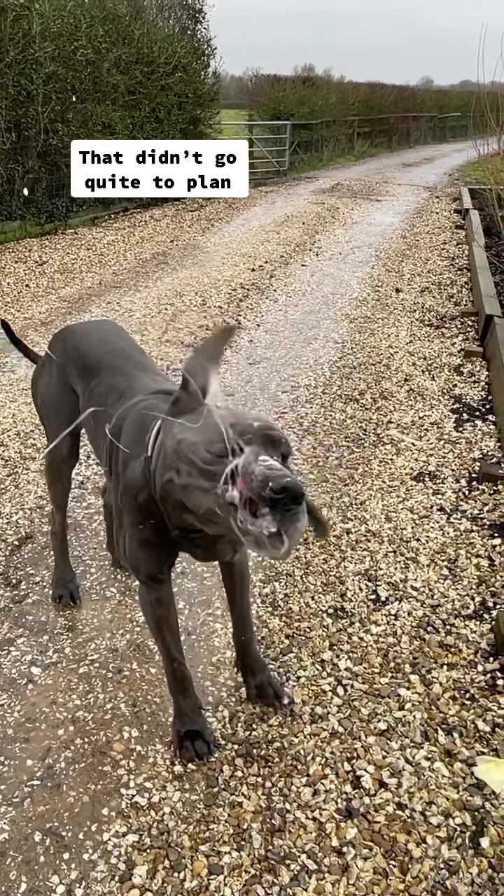 @Sully The Dane