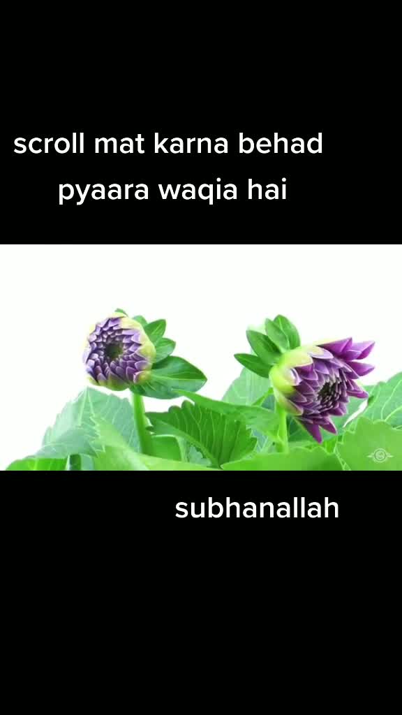 @mea to ummati hu