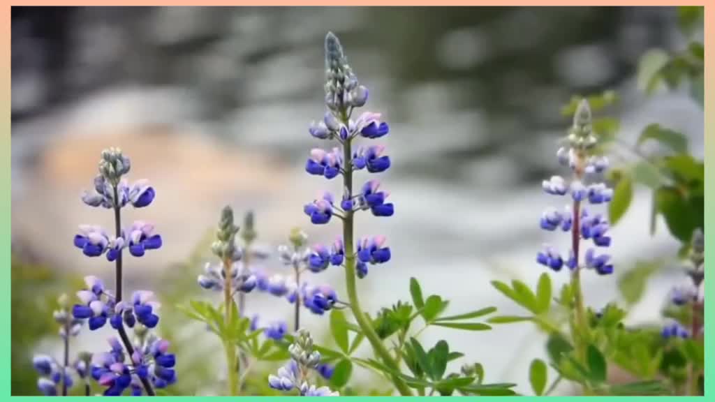 @Natural Flowers