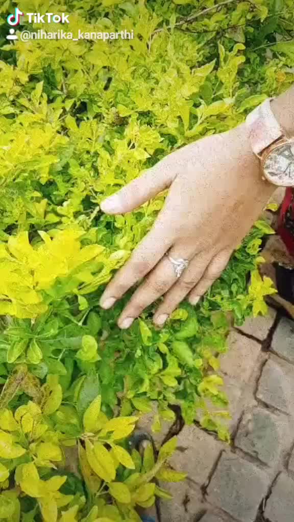@Niharika_kanaparthi