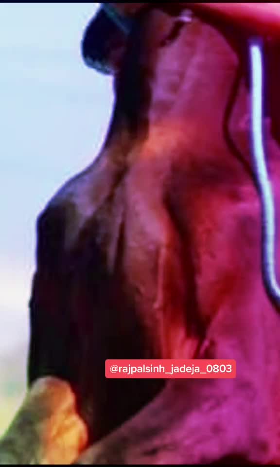 @rajpalsinh_jadeja