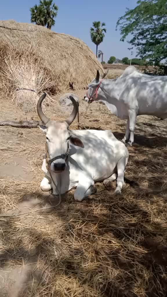 @Praveen Malga