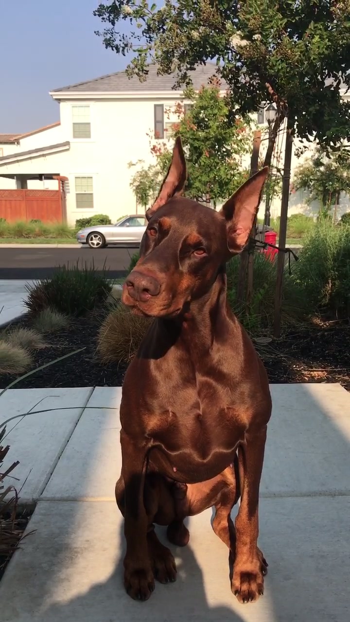 @Cairo the Doberman