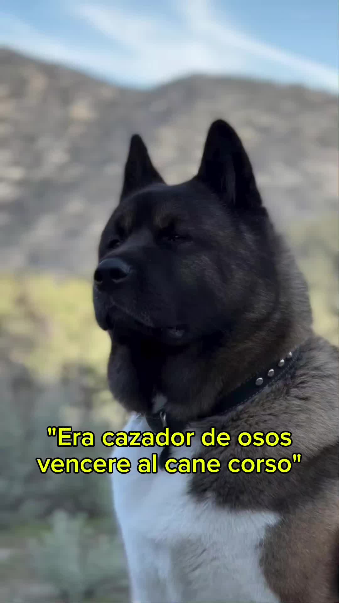 @Razas Caninas
