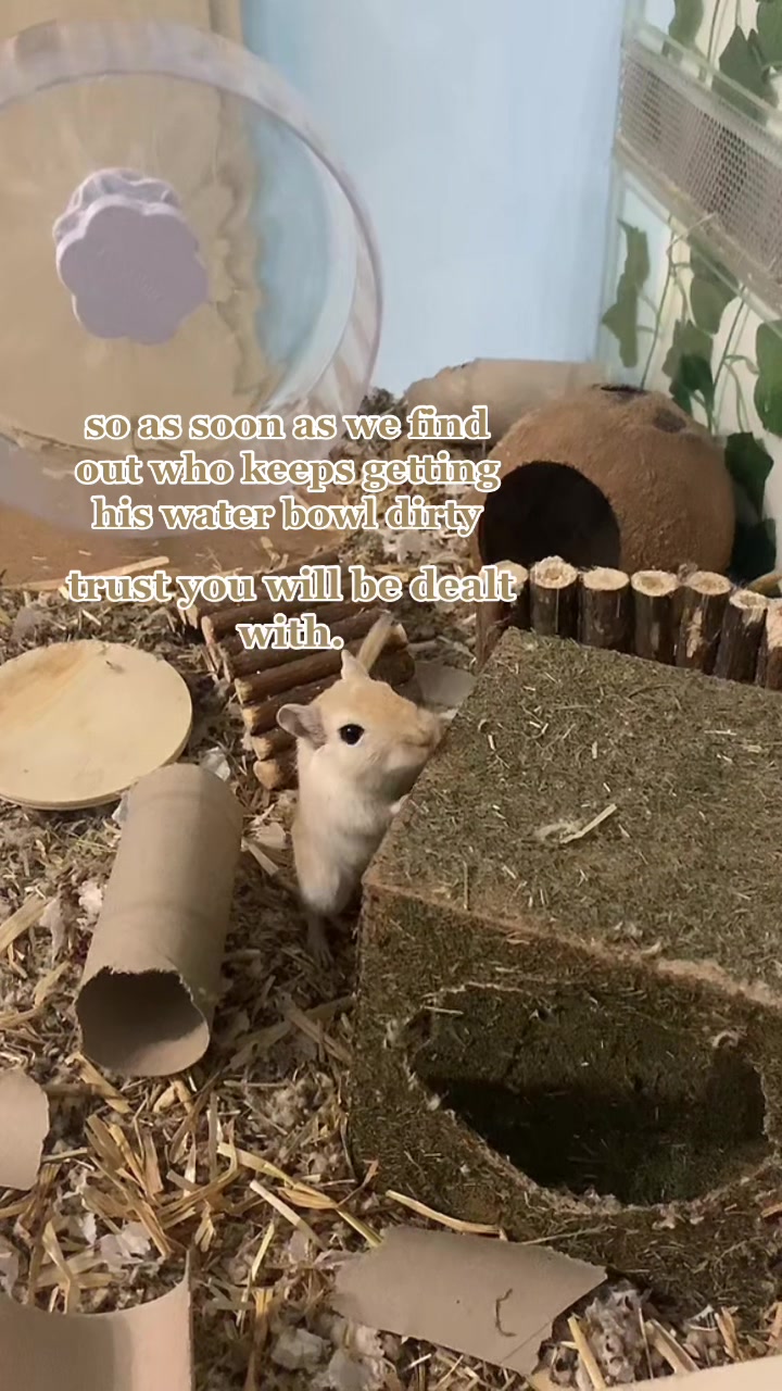 @gerbils