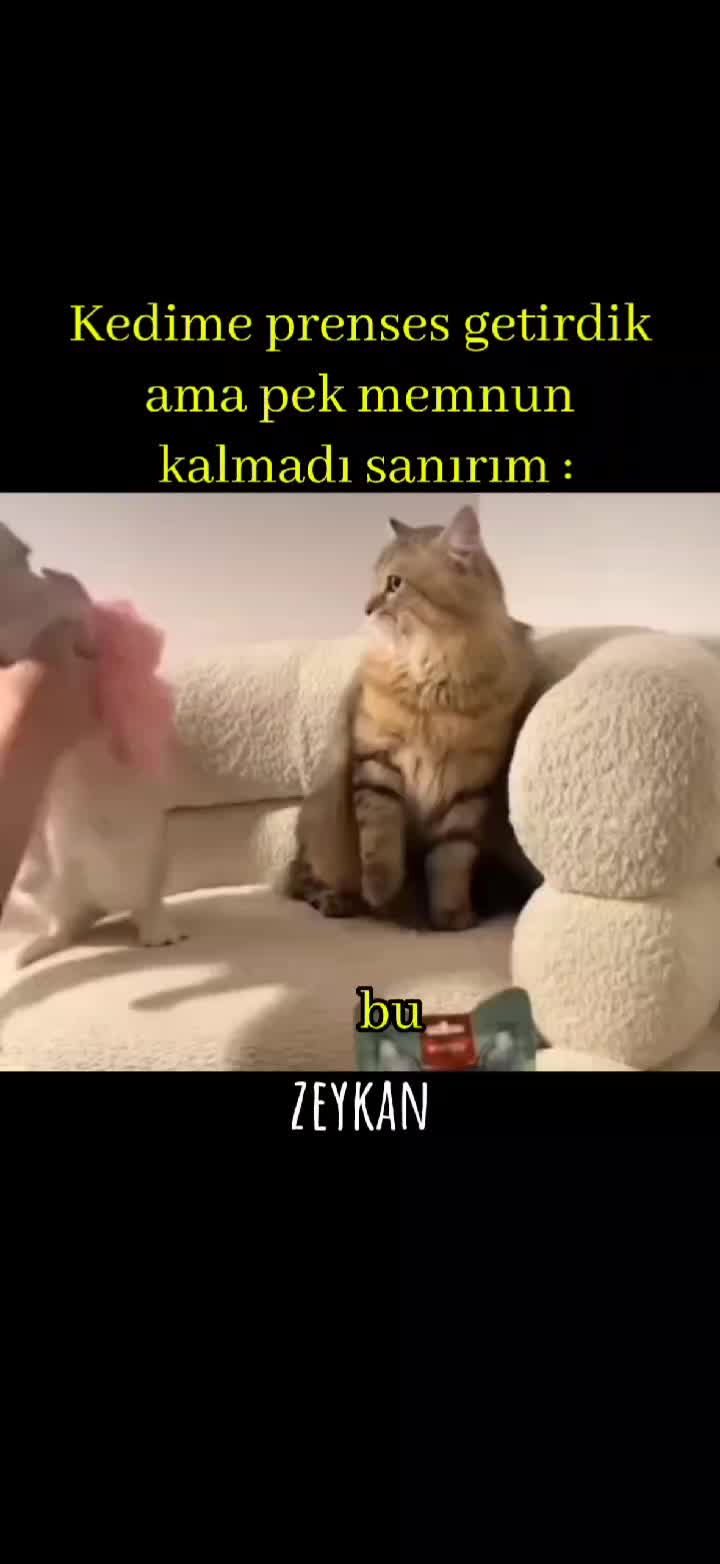 @zeykandub