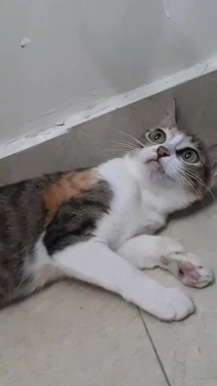 @t là pate🐈