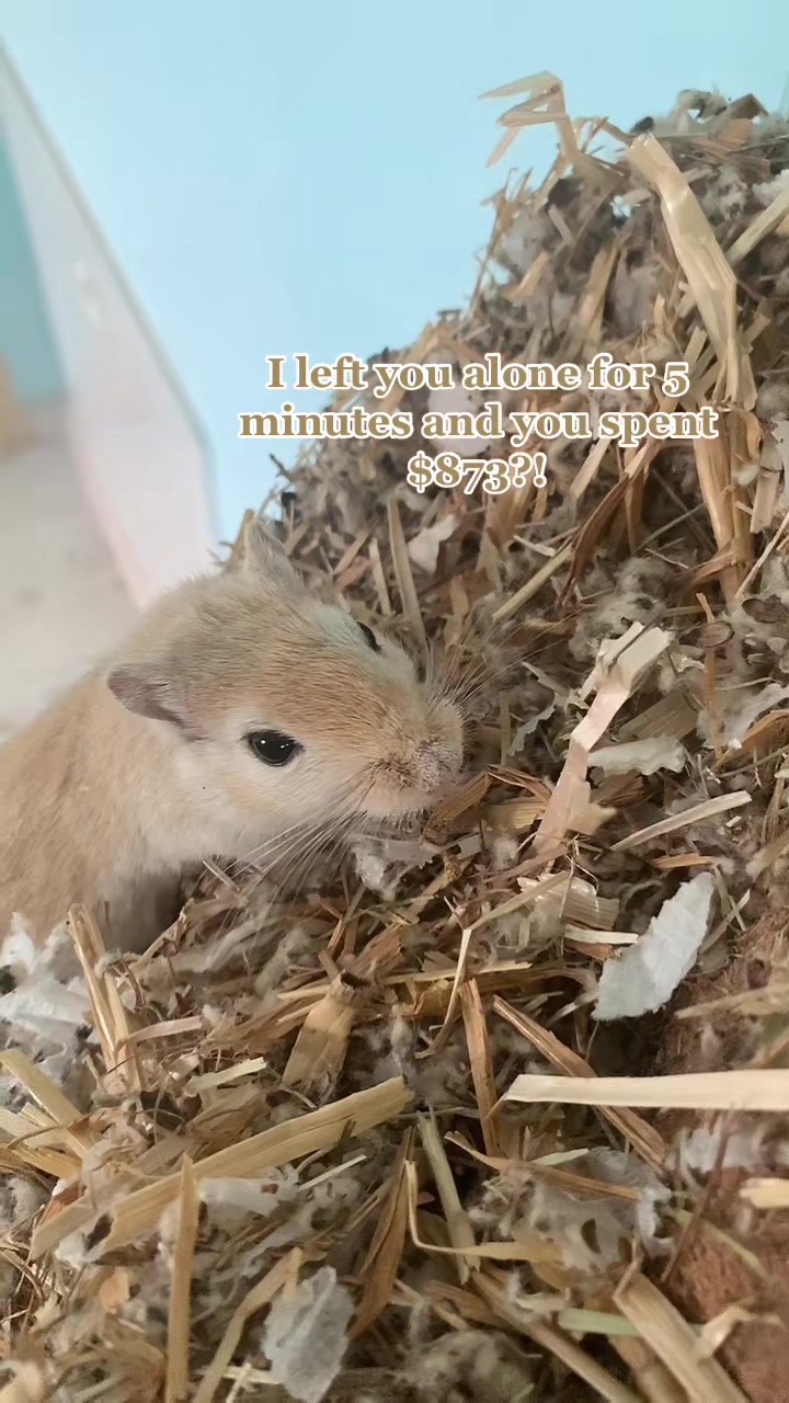 @gerbils