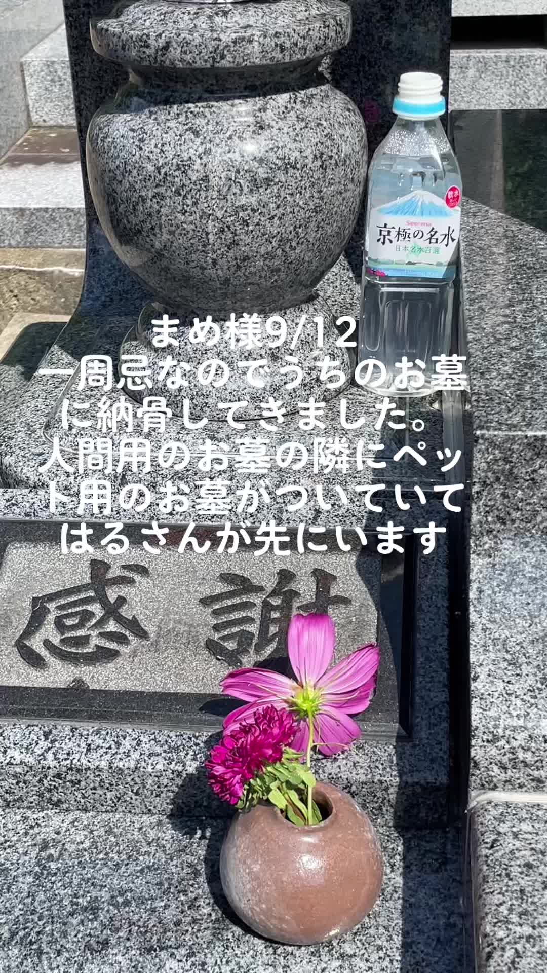 @さまむ〜