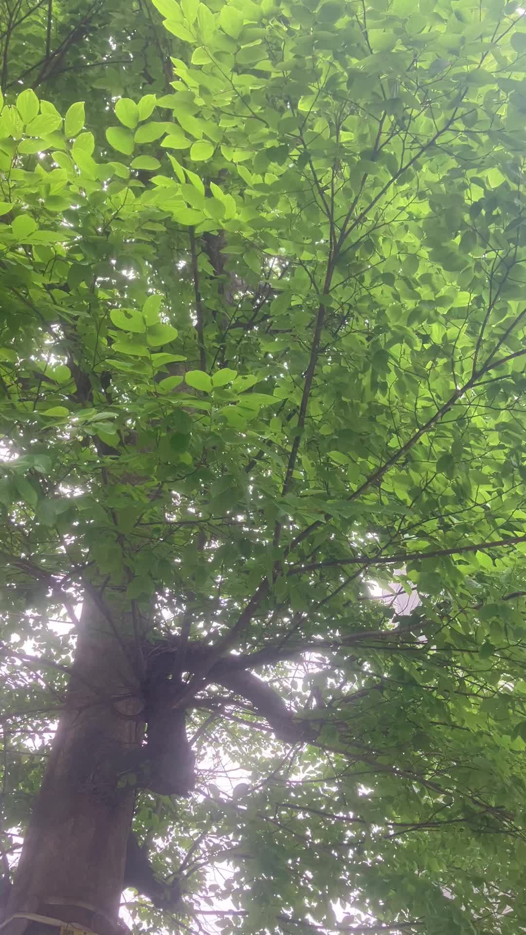 @Green._.tree01