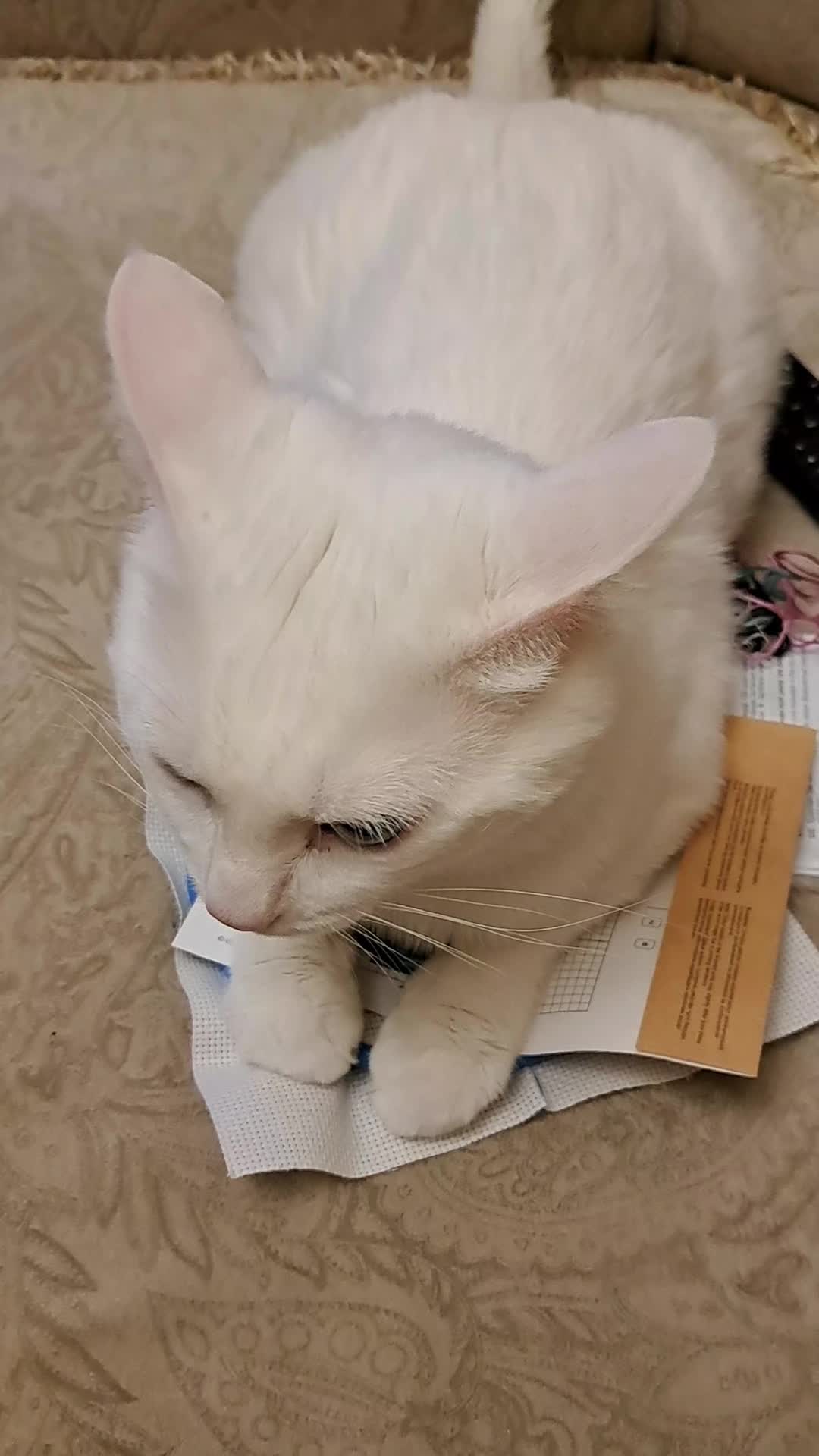 @cat_chul