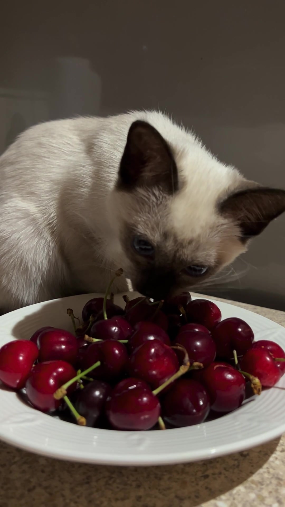 @Blueberry Eyes Cat