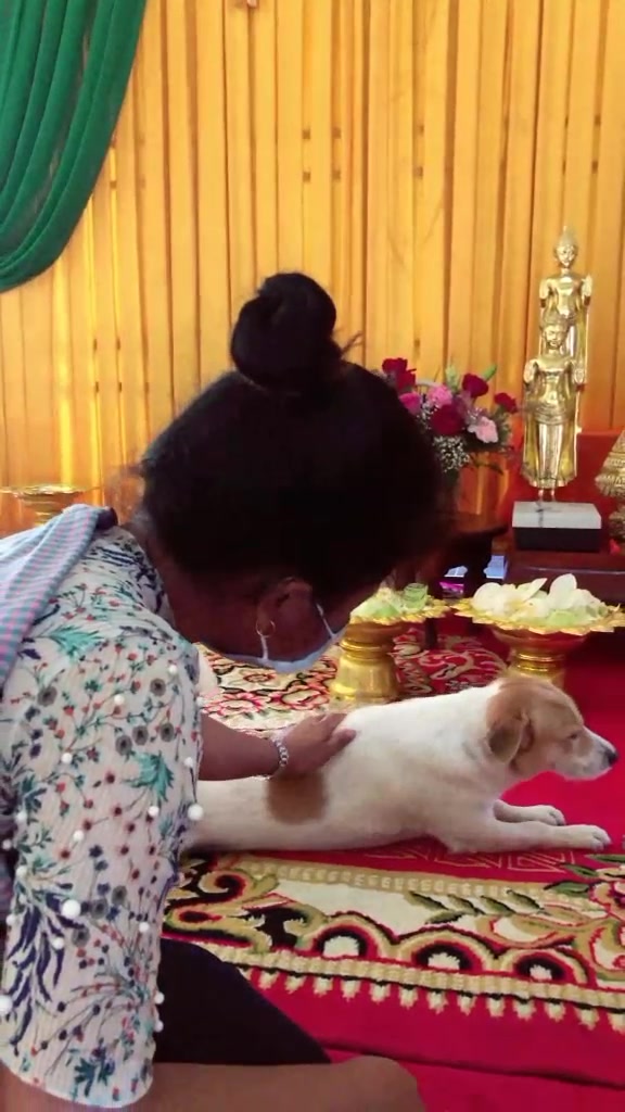 @កូនចាបមាស