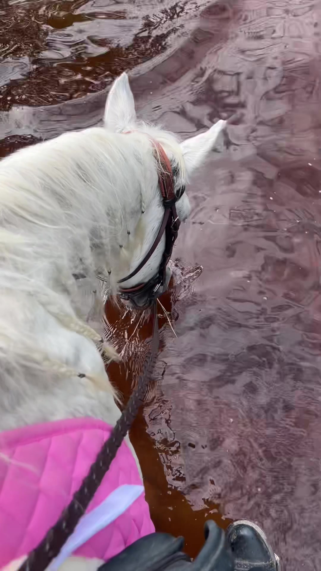 Katie Rain ( k8tiecake) Urlebird